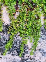 Galium arenarium