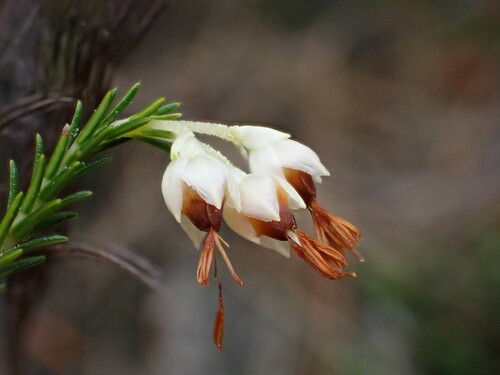 Image of Erica penicilliformis by (c) Ren Hoekstra, some rights reserved (CC BY)