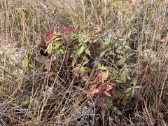 Rhododendron groenlandicum
