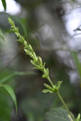 Pseuderanthemum alatum