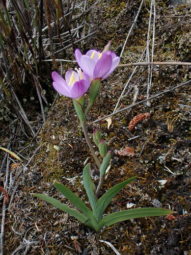Geissorhiza inconspicua