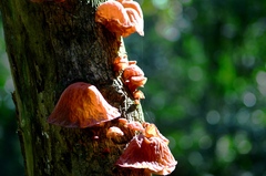 Auricularia auricula-judae
