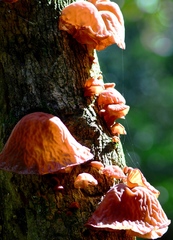 Auricularia auricula-judae