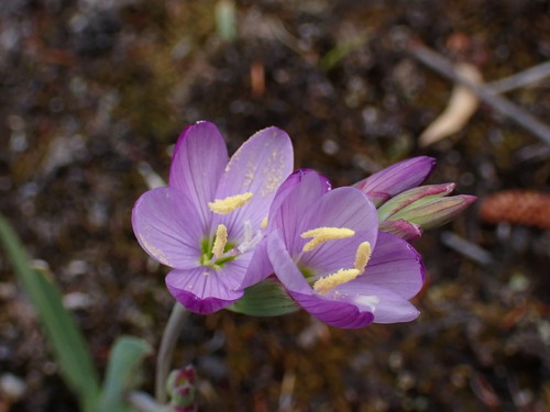 Geissorhiza inconspicua
