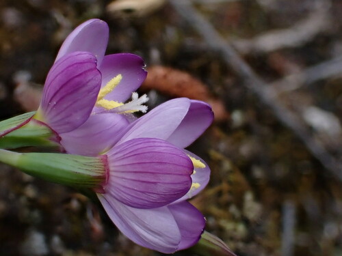 Geissorhiza inconspicua