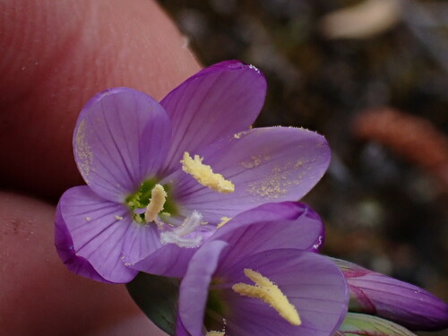 Geissorhiza inconspicua