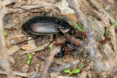 Poecilus cupreus