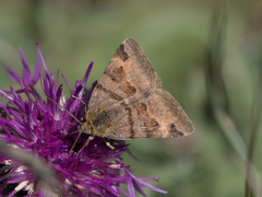 Euclidia glyphica