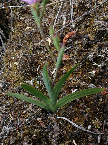 Geissorhiza inconspicua