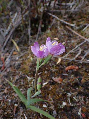 Geissorhiza inconspicua