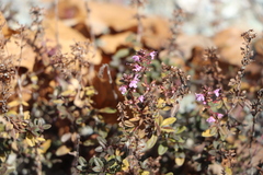 Thymus serpyllum