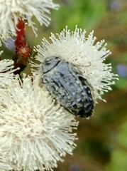 Berzelia intermedia