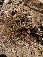 Eriogonum wrightii membranaceum