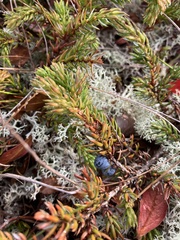 Juniperus horizontalis
