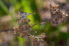 Papilionoidea