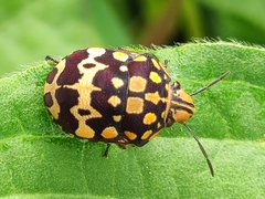 Orsilochides scurrilis