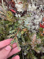 Juniperus horizontalis