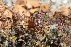 Thymus serpyllum