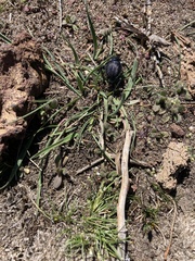 Nyctelia multicristrata