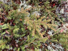 Juniperus horizontalis