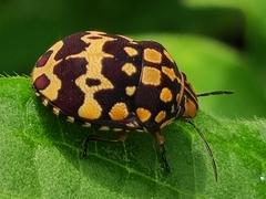 Orsilochides scurrilis