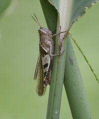 Xenocatantops brachycerus