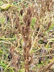 Rumex crispus