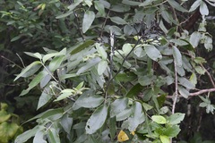Rhus vestita