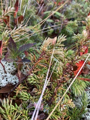 Juniperus horizontalis