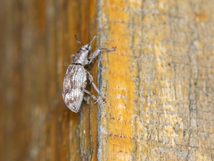 Polydrusus tereticollis