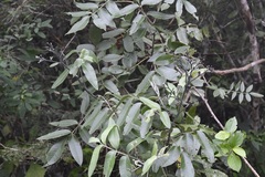 Rhus vestita