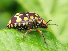 Orsilochides scurrilis