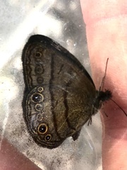 Hermeuptychia harmonia