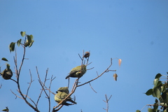 Treron phoenicopterus