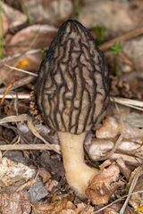 Morchellaceae