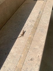 Phoenicolacerta laevis