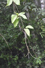 Mandevilla subsessilis