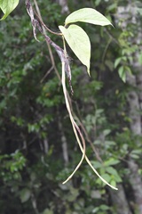 Mandevilla subsessilis