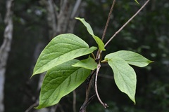 Mandevilla subsessilis