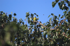 Treron phoenicopterus