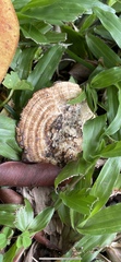 Hexagonia tenuis