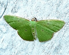 Nemoria lixaria