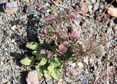 Scabiosa ochroleuca