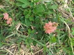 Indigofera spicata