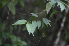 Ruehssia sumiderensis