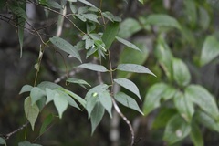 Ruehssia sumiderensis