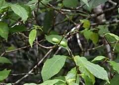 Tabernaemontana hannae