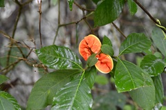 Tabernaemontana hannae