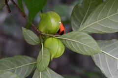 Tabernaemontana hannae