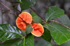 Tabernaemontana hannae